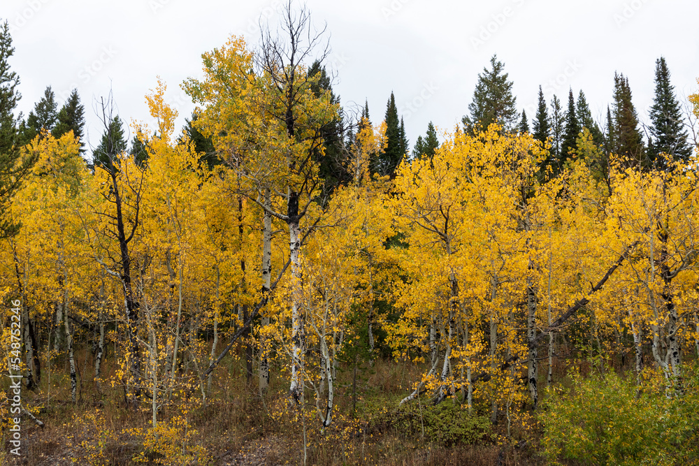 Fall colors near Grand Teton National Park. USA.