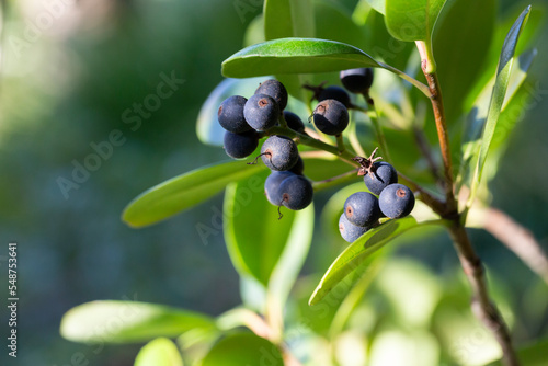 Fruit-bearing Rhaphiolepis indica. Evergreen shrub, multi-stemmed dwarf tree. The fruit is dark purple, round. Green leaves, small, oval. photo