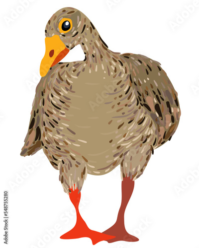 Vector illustration of a goose isolated on white background.