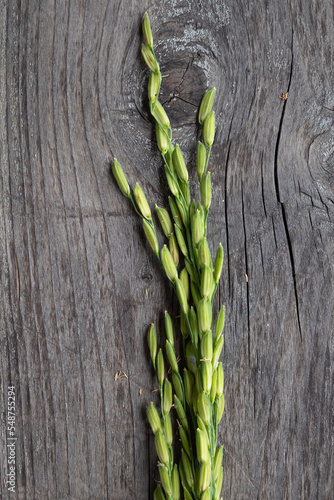 rice grain shape and texture