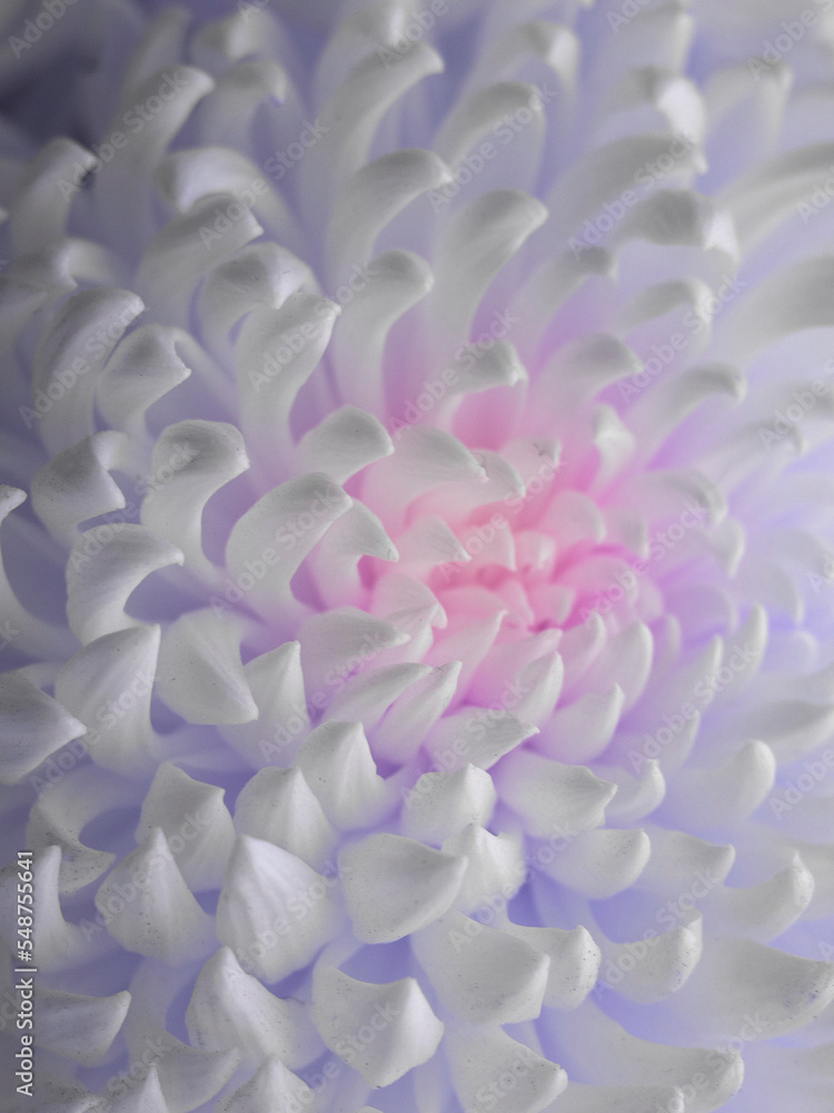 Chrysanthemum close-up. White flower with pink and purple tint Chrysanthemum close-up. White flower with pink and purple tint
