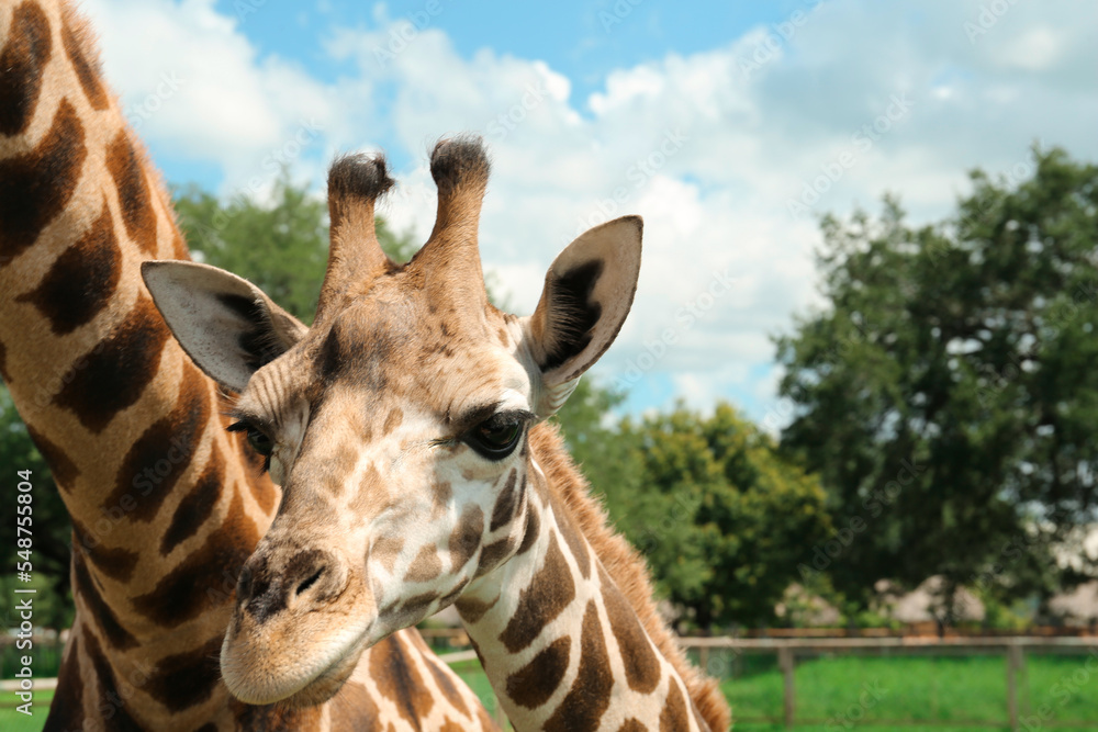 Naklejka premium Beautiful spotted African giraffes in safari park