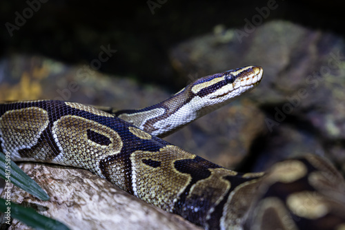 Ball python snake. Reptile and reptiles. Amphibian and Amphibians. Tropical fauna. Wildlife and zoology.