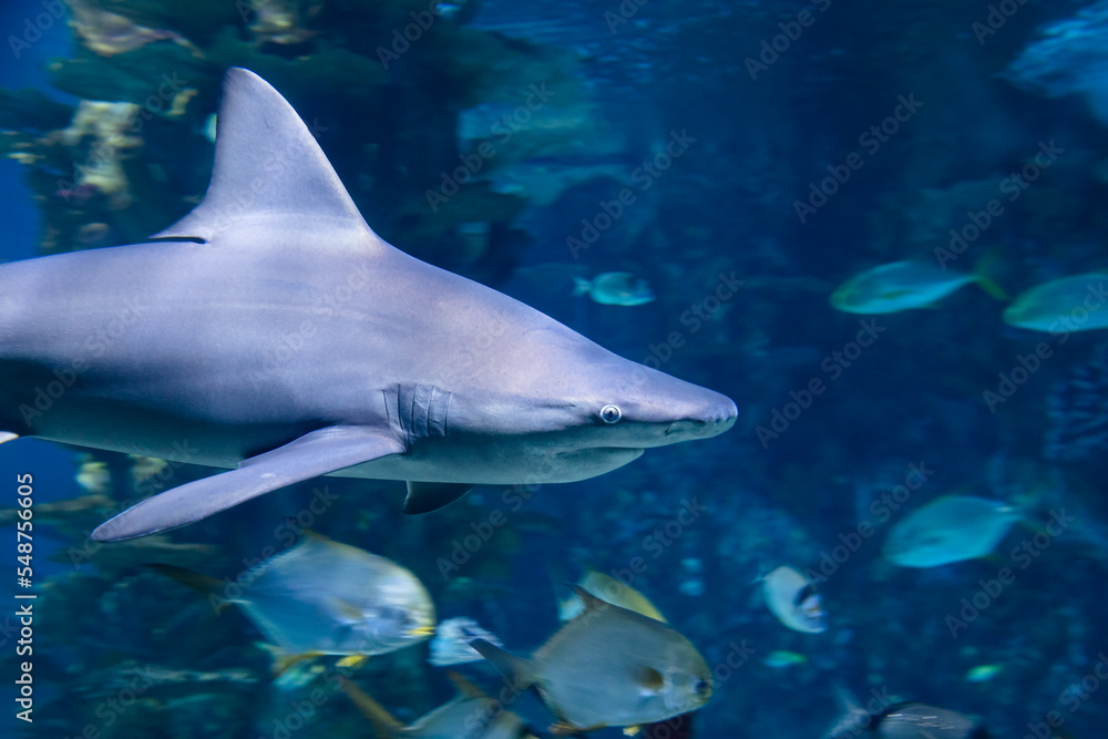 Shark in the water. Aquatic creature. Water world. Sea, ocean, lake and river fauna. Zoo and zoology.