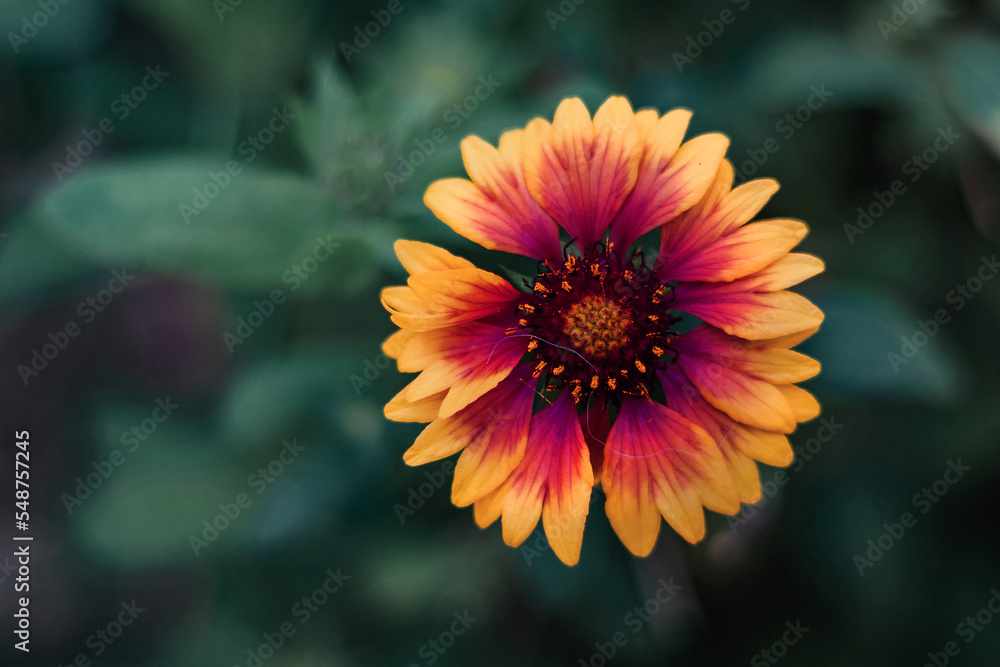 A beautiful, bright yellow garden perennial flower Gaillardia (Latin Gaillardia) with a red core. Selective focus. A beautiful, bright yellow garden perennial flower Gaillardia (Latin Gaillardia) with a red core. Selective focus.