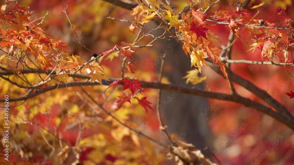 Oriental Tit (Parus minor) Perched on Japanese Red Maple Branch in Slow Motion Oriental Tit (Parus minor) Perched on Japanese Red Maple Branch in Slow Motion