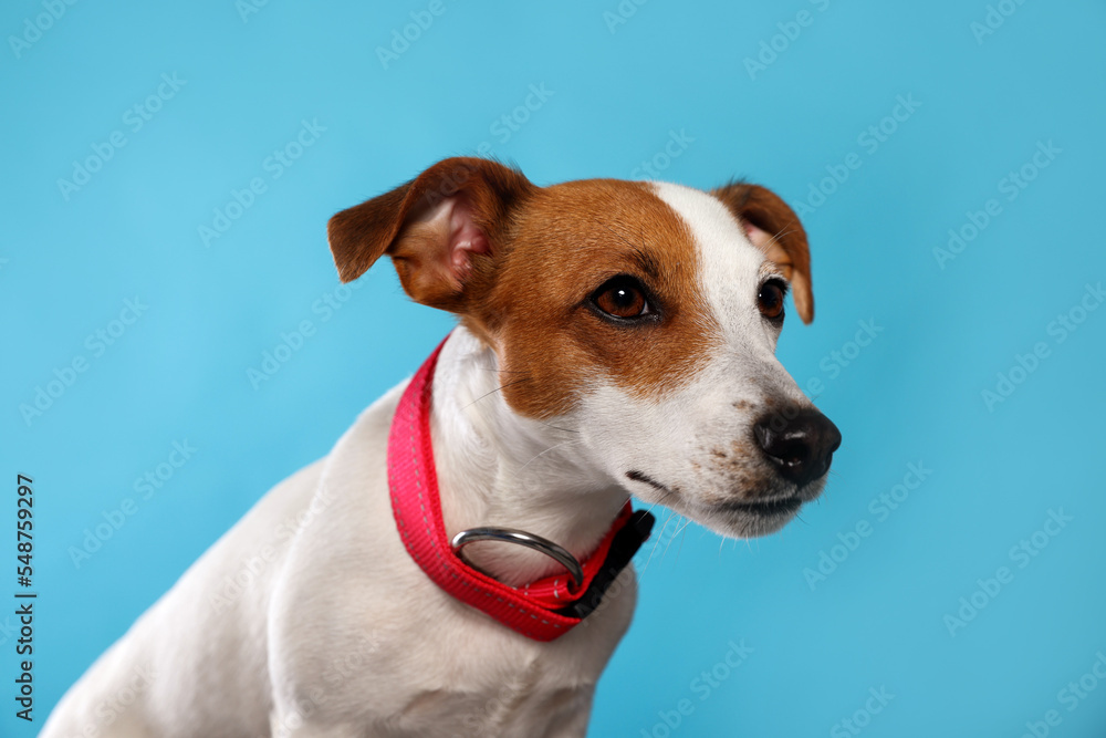 Adorable Jack Russell terrier with collar on light blue background