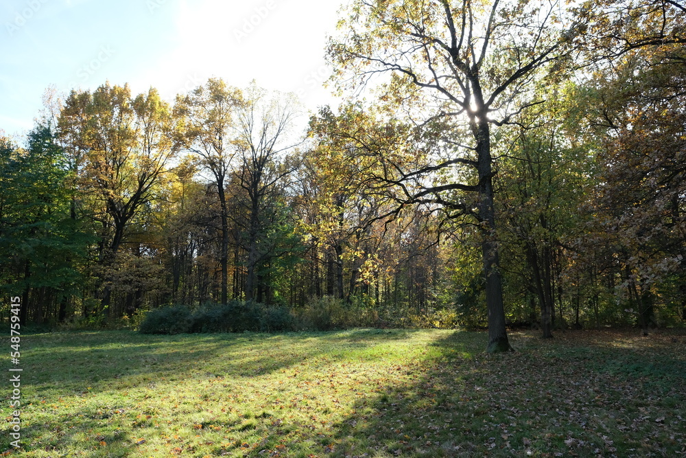 A CLEARING IN THE AUTUMN FOREST ON A SUNNY DAY