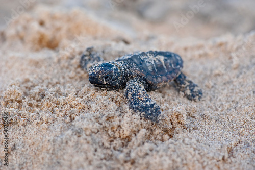 Filhote de Tartaruga-cabeçuda (Caretta caretta) | Loggerhead Turtle baby