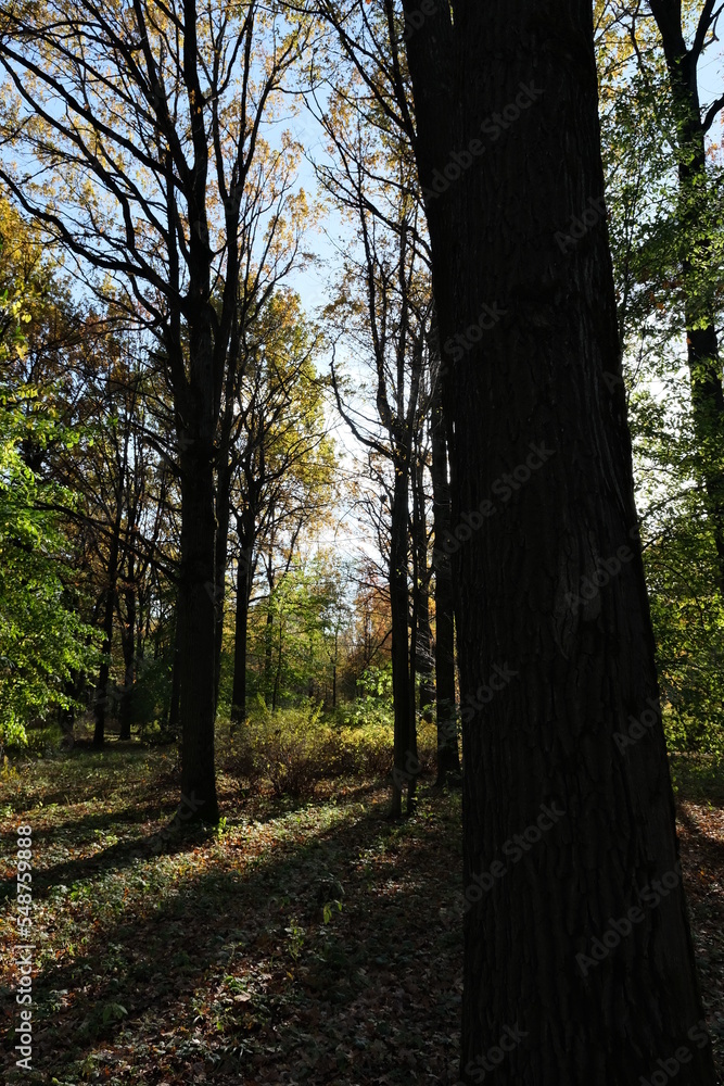 Fototapeta premium AUTUMN FOREST ON A SUNNY DAY