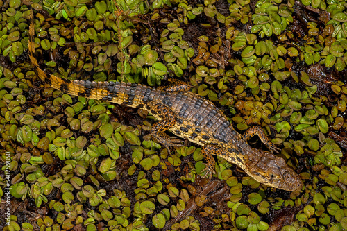 Jacaré-de-papo-amarelo (Caiman latirostris) | Broad-snouted caiman