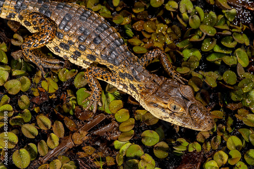Jacaré-de-papo-amarelo (Caiman latirostris) | Broad-snouted caiman