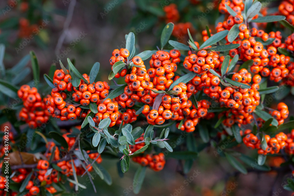 Firethorn, pyracantha, ripe fruits in autumn close-up Firethorn, pyracantha, ripe fruits in autumn close-up