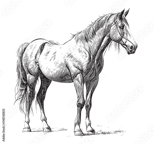 Horse sketch hand drawn line art Side view Vector illustration