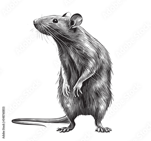 Rat animal sketch hand drawn sketch, engraving style vector illustration.
