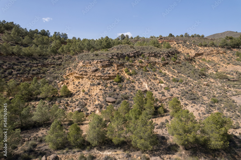 Pine forest in a mountainous area in the south of Spain