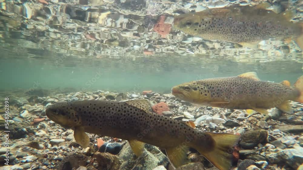 Underwater footage of spawning Brown Trout (Salmo trutta morpha fario