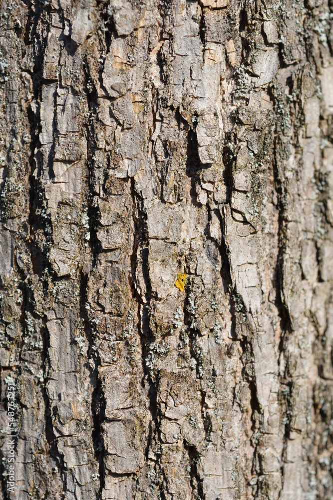Globehead Common ash bark detail Globehead Common ash bark detail