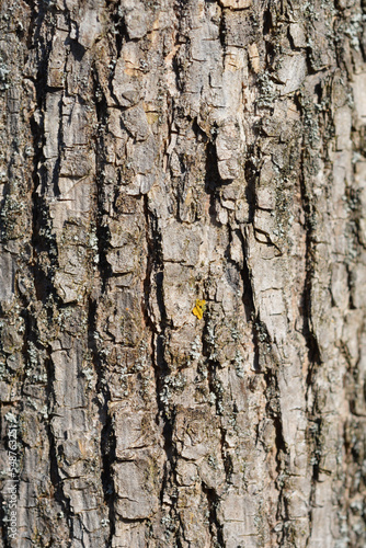 Fototapeta Naklejka Na Ścianę i Meble -  Globehead Common ash bark detail