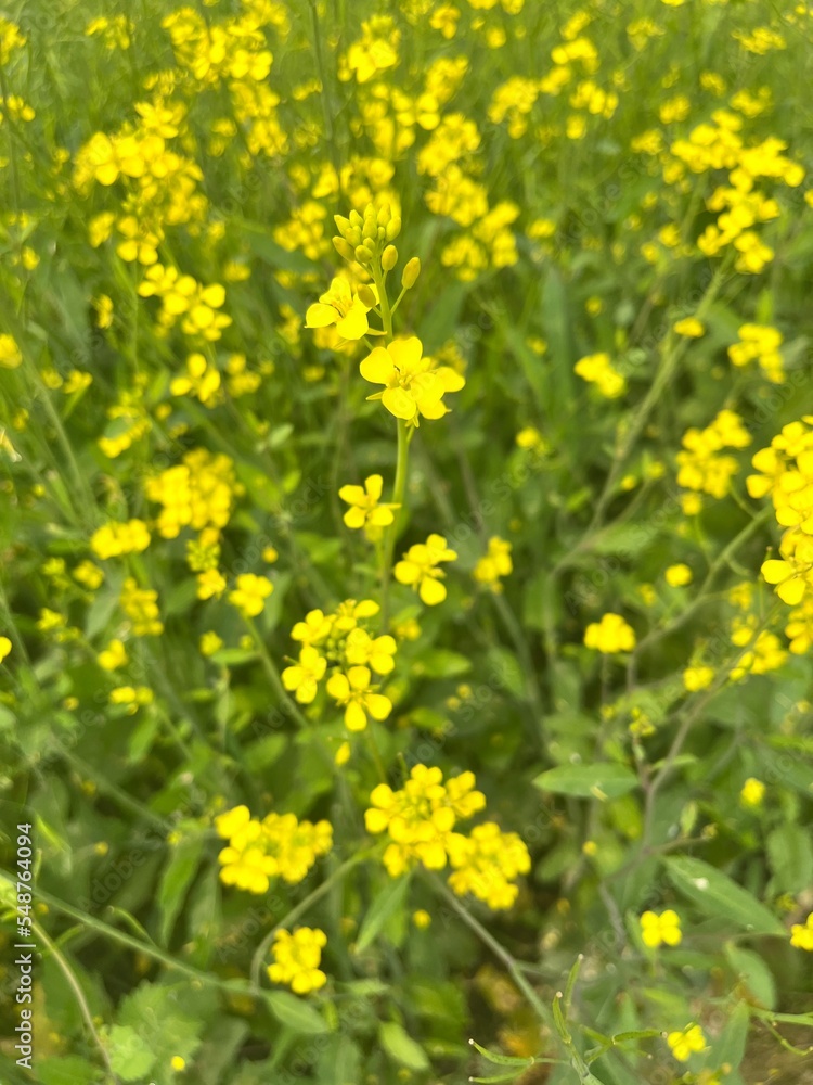 Yellow flower - Blossomed yellow mustard flowers inside of an agricultural farm Yellow flower - Blossomed yellow mustard flowers inside of an agricultural farm