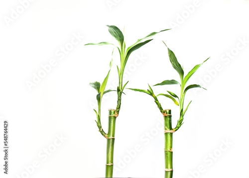 Papier peint Two lucky bamboos isolated on white background