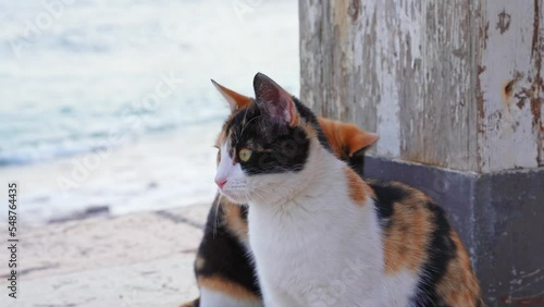 Two cats of white and red color play on the azure beach against the background of the blue sea. Stray stray cats play on the seashore. Abandoned pets.