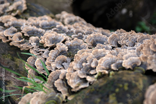 Close Up Mushrooms Trametes versicolor At Diemen The Netherlands 2020