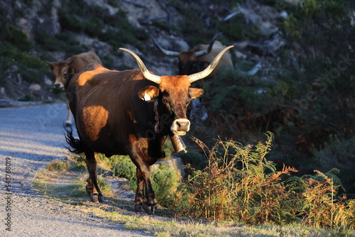 The Maronesa cow is a traditional Portuguese mountain cattle breed excellent for its meat and traction power.Nationalpark Peneda-Geres Portugal