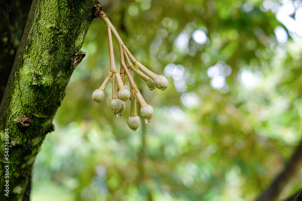 Naklejka premium durian flower