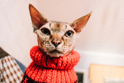 Portrait of a funny Canadian Sphynx breed cat with a serious expression looking straight down at the camera. A feline pet in a red and black knit sweater on New Year's Eve. Pet clothing and fashion.