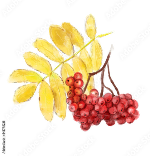 Fototapeta Naklejka Na Ścianę i Meble -  Rowan vector illustration. Berry vector painting isolated on a white background. Line floral art
