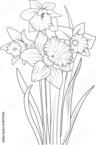 Isolated daffodil flower hand drawn vector sketch illustration, botanic collection branch of leaf buds natural collection blossom narcissus flowers coloring page floral bouquets engraved ink art.
