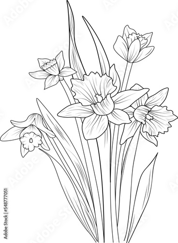 Isolated daffodil flower hand drawn vector sketch illustration  botanic collection branch of leaf buds natural collection blossom narcissus flowers coloring page floral bouquets engraved ink art. 