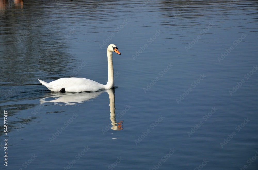 Versailles, France - White swans on a lake Versailles, France - White swans on a lake