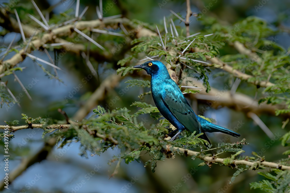 Greater Blue-Eared Starling Or Greater Blue-Eared Glossy-Starling (Lamprotornis Chalybaeus)