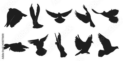 Vector set dove, pigeon flight, different pack of bird silhouettes hand draw, isolated vector