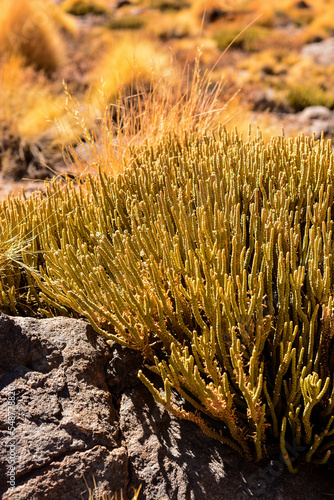 vegetação, deserto do atacama