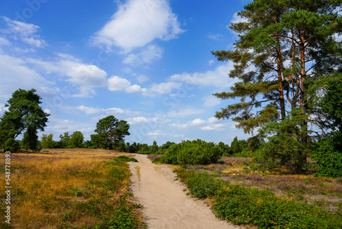 Nature in the Westruper Heide. Landscape with heather plants and trees in the nature reserve in Haltern am See. 