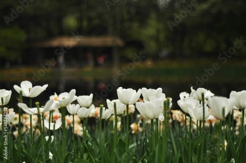 View of the bloodroot flower field photo