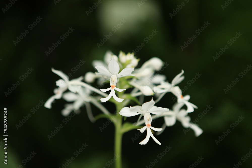a Calanthe tripled, the nature concept image a Calanthe tripled, the nature concept image