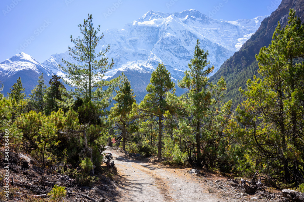Stunning open landscape with no people in the mountains of the Anapurna Circuit in Nepal. Snowy mountains and blue sky. A dirt road leads through the forest.
