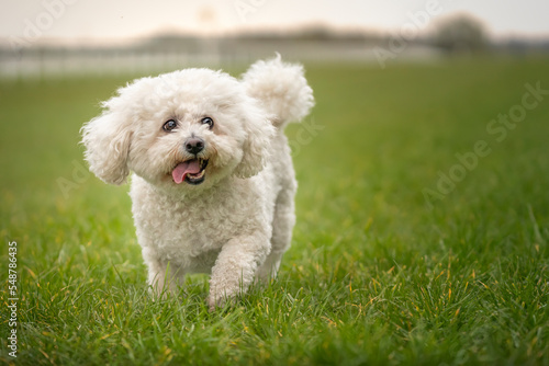 Obraz na plátně Bichon Frise walking on the grass