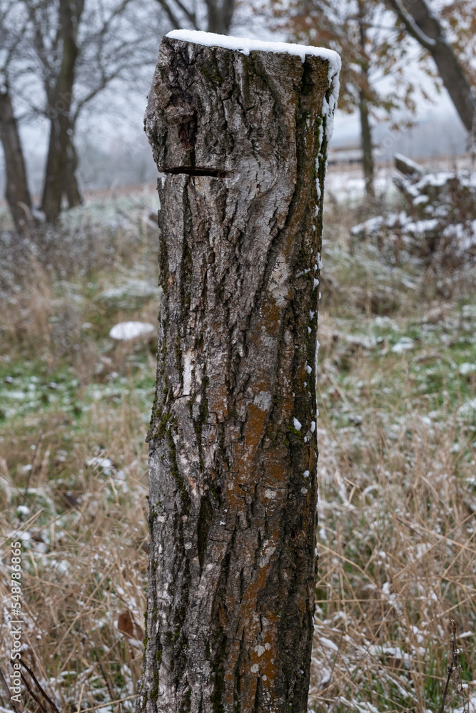 A tall tree trunk among the first snow.