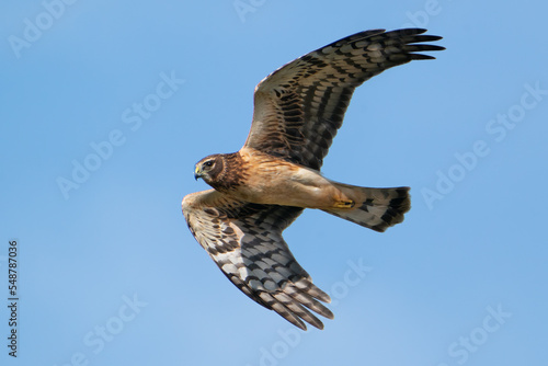 Northern Harrier (Marsh Hawk)