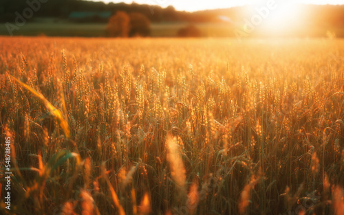 Fototapeta A beautiful sunset in a grain field