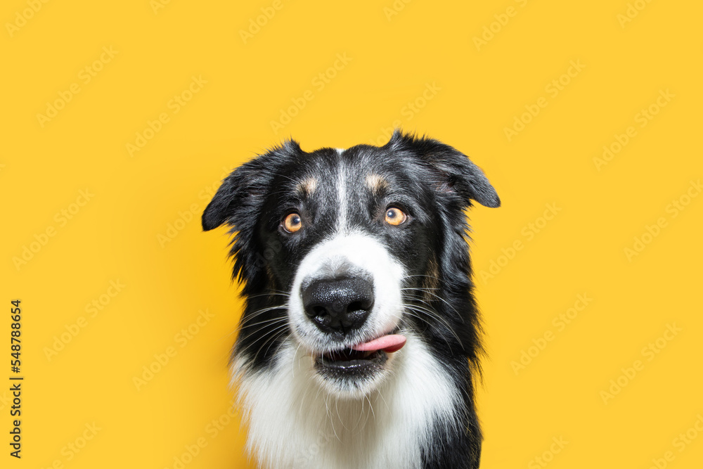 Foto Stock Portrait hunbgry border collie dog licking its lips with tongue  looking at camera. Isolated on yellow background | Adobe Stock
