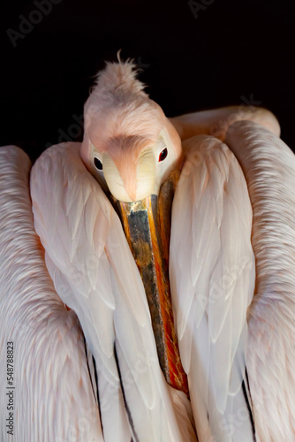 close up of a pink pelican photo