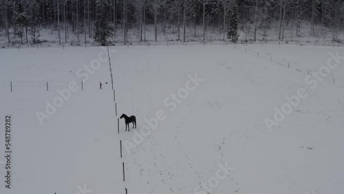 Playful horse in winter lanscape on a ranch. High quality 4k footage