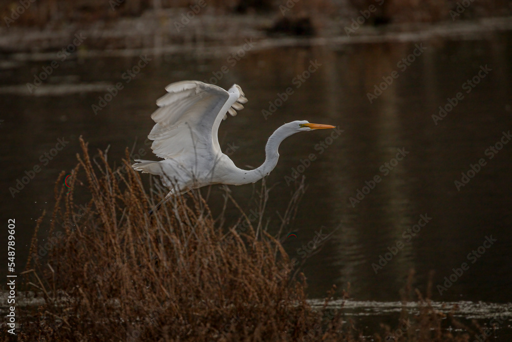 Fototapeta premium Great Egret takes flight from the marsh