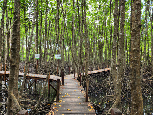 Mangrove forest and beautiful nature